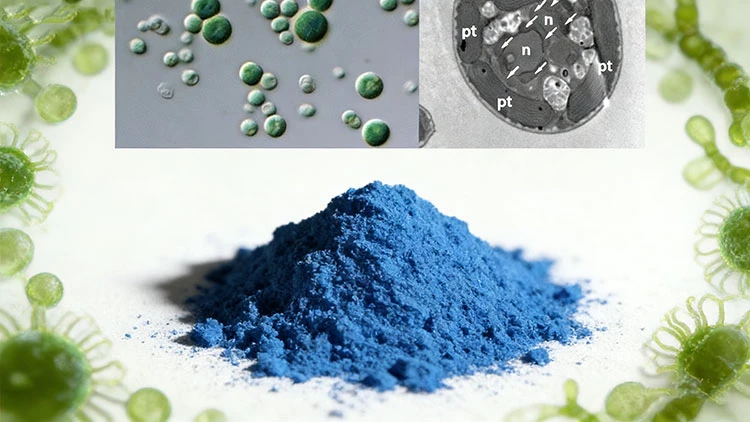 Galdieria-Blue-Extract Galdieria-Blue-Extract